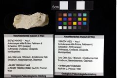 Foto (Objket + Etiketten) von Nodoprosopon sp. 